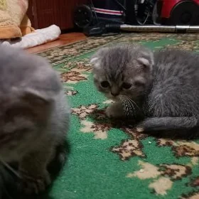 котята вислоушки