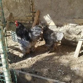 brama blu