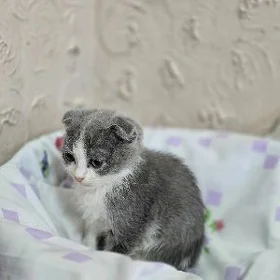 sotlan paroda pishik