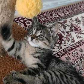 котёнок