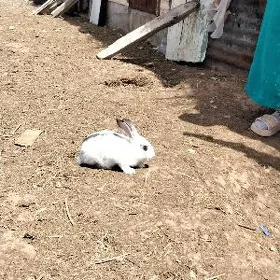 Çaga Towsanlar