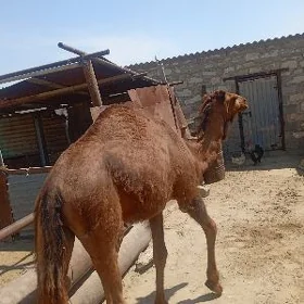 Ogşuk