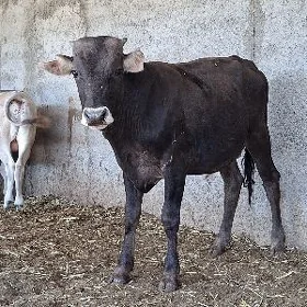 20sanak mal