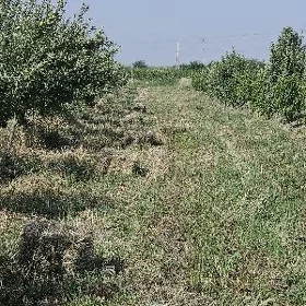 ýorunja bede
