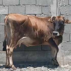 SAGYLYAN BOGAZ SYGYR