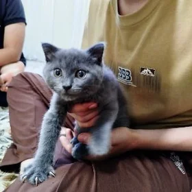 Wislawuhi pişik
