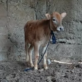 tüwe