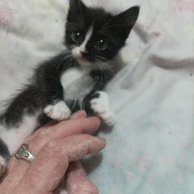 Домашний котенок