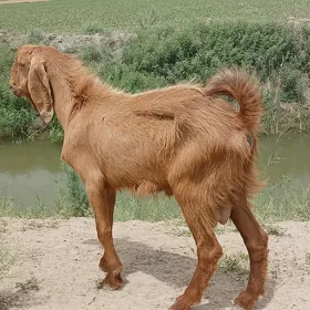 Пакистан теке келек