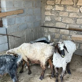 Goyun  geci
