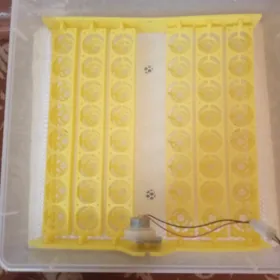 inkubator