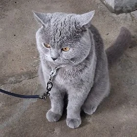 pisikler
