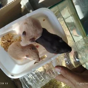 Hamýak хомяк 