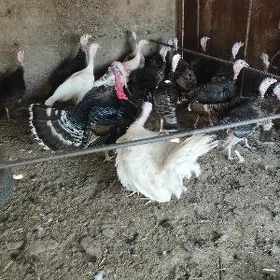 induk yumutga