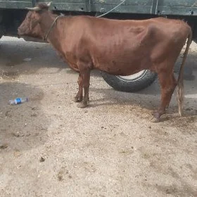 Baklyk ökuz unajyn