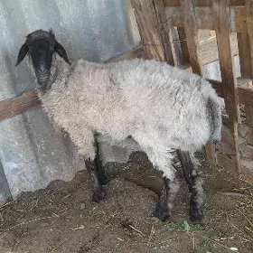 Goýun işek
