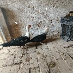 indautka