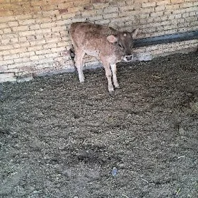 голе