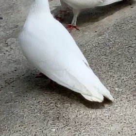Kepderi