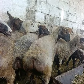 semiz goýunlar