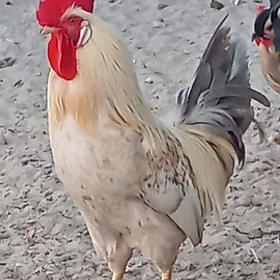 horaz