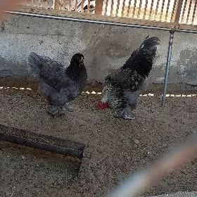 Brahma