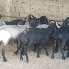 garakol işşek