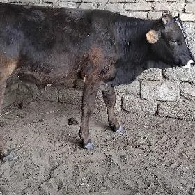 ARASSA ŞWES OKÜZ