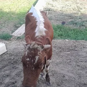 Gulajyn göle