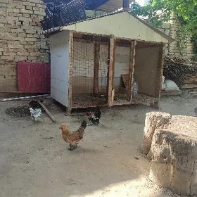 Ketek we karlik