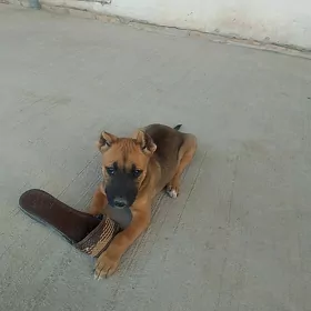 pidbull