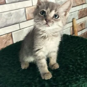 котёнок