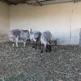 Goç