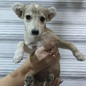 Щенок в добрые руки