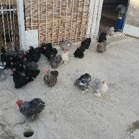 Karlık kohnik
