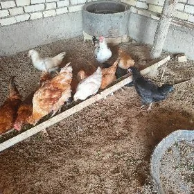 yasajyk horazlar