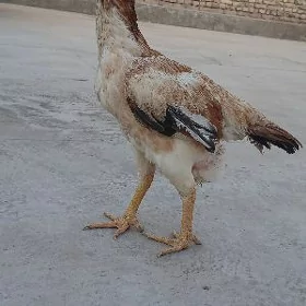 baýsow