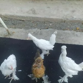 Karlik