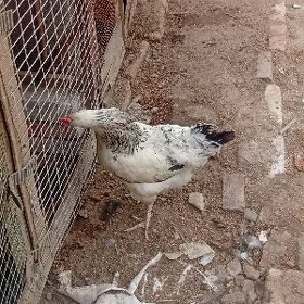 esn towuklar