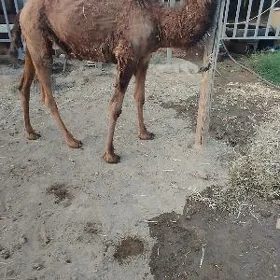 Ogşuk