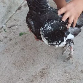 Baysok Karlik