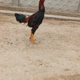 Baýes