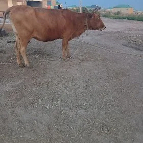 goleli sygyr 2 sany