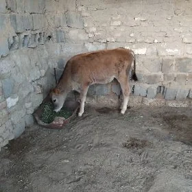 OKÜZ TOHUM