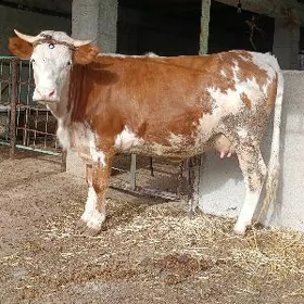 arginal gyzyl ala sygyr