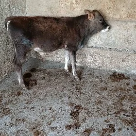 ÖKÜZ ARASSA ŞWES TOHUM