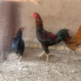 Baysow Horaz Kerki