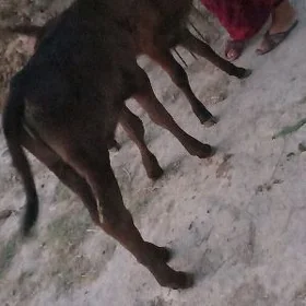 göle öküz tüwe
