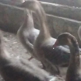 Gus