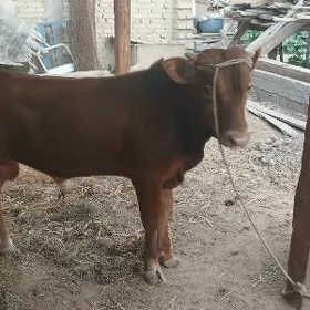 oküzce